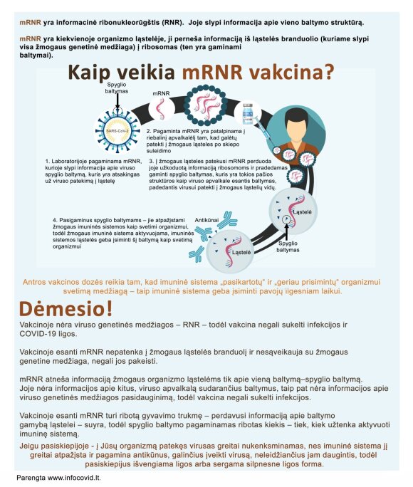 How does the mRNA vaccine work?