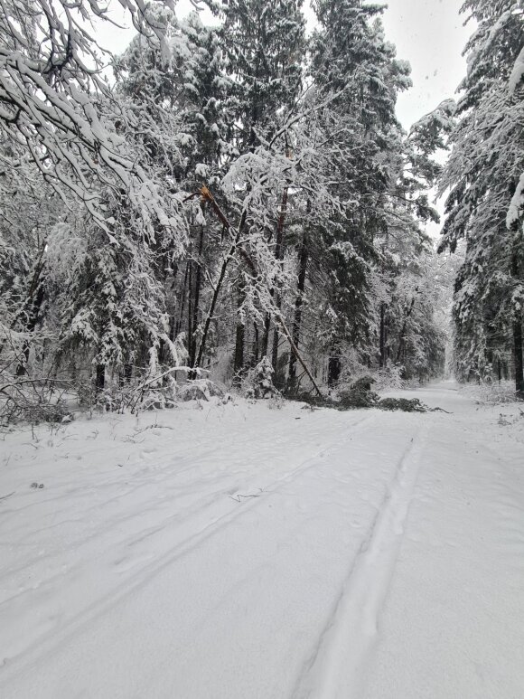 Foresters have calculated the damage to forests caused by heavy snowfall: 7 districts have been the most affected