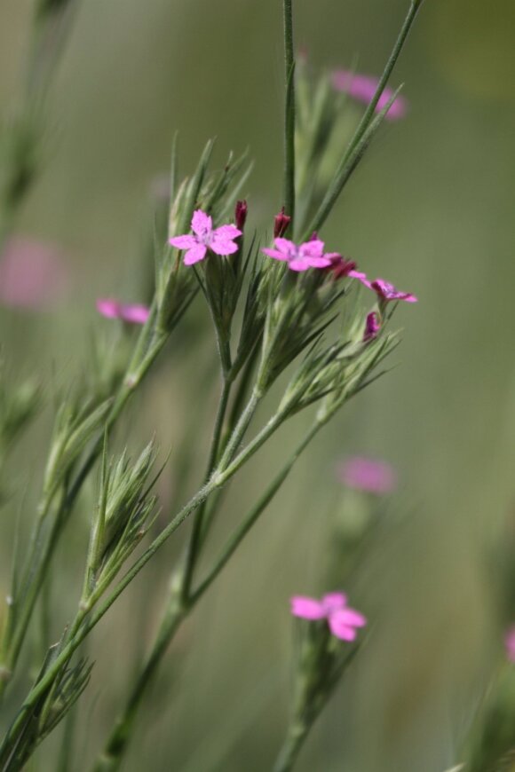 Hairy carnation