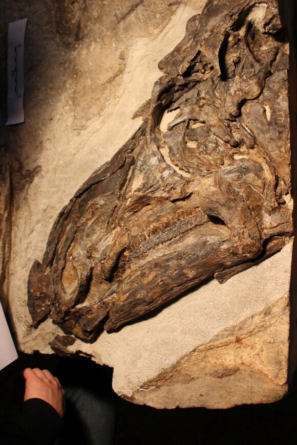 Šie skeletai – Tethyshadros insularis rūšies dinozaurų, jie – didžiausi ir puikiausiai išsilaikę skeletai. A. Giamborino (courtesy of Soprintendenza Archeologia, belle arti e paesaggio del Friuli-Venezia Giulia) nuotr.