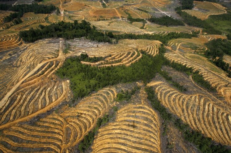 Dėl palmių aliejaus pramonės iškirsti Atogrąžų miškai Indonezijoje.