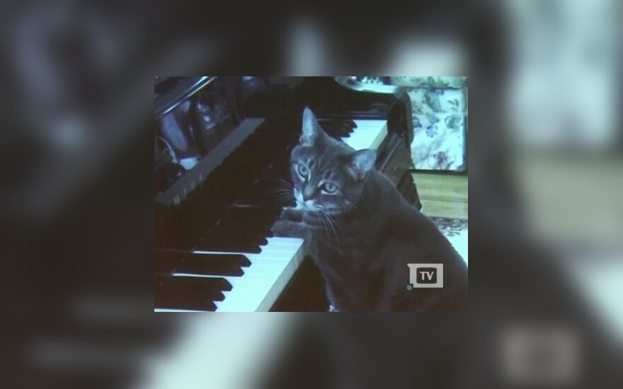 „Catcerto“ internete išklausė daugiau kaip milijonas