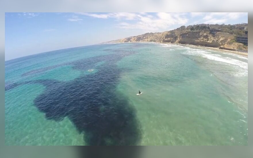 San Diego pakrantė, kurioje plaukioja ančiuvių guotas