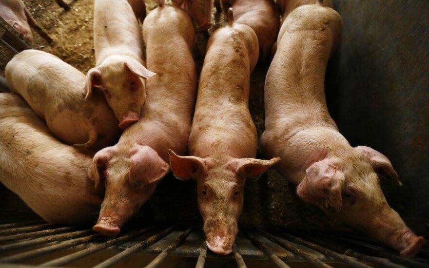 Baltic States and Poland ask EU to ease trade restrictions on pig farmers