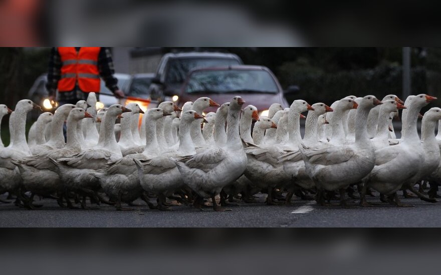 Naminiai paukščiai bus uždaryti