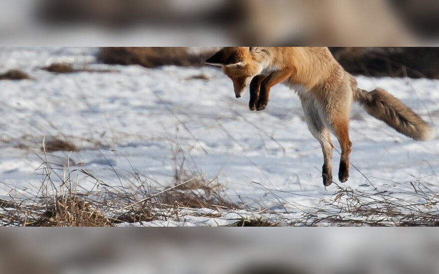 Lapės Laukuose Pelinėja Ir Ruosiasi Paslaptingoms Tuoktuvėms Grynas Lt