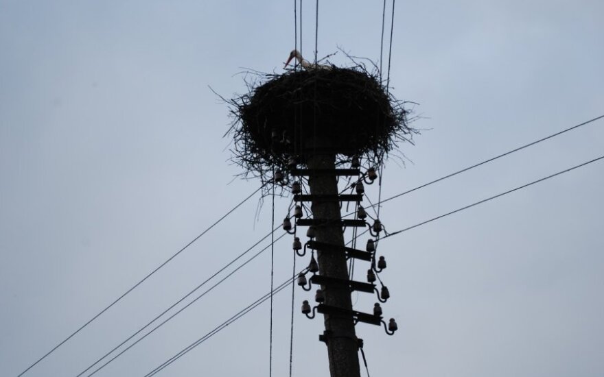 Svėksnos Gyventojai Sielvartauja Elektros Tiekimo Bendrovė Isardė Ant Stulpo įrengta Gandralizdį Grynas Lt