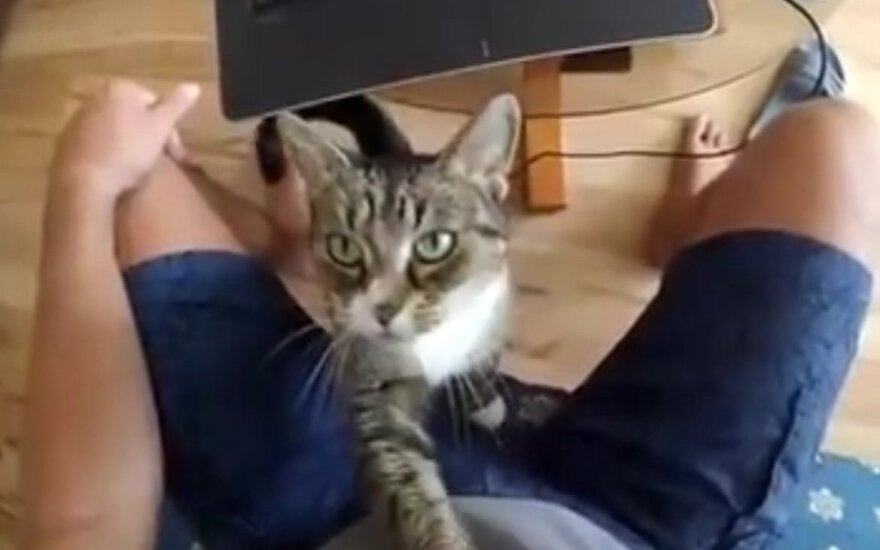 Juokingiausi video su dėmesio reikalaujančiomis katėmis