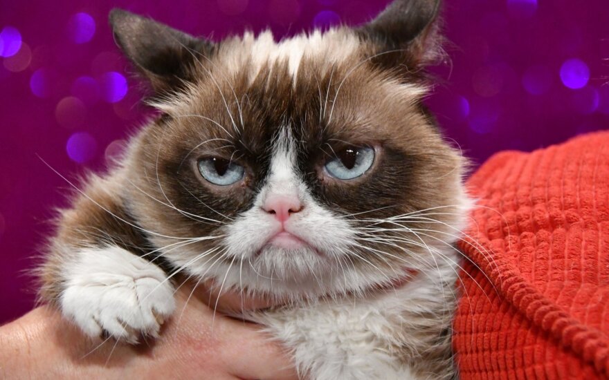 Nugaišo memų žvaigždė, milijonus uždirbusi garsioji katė Grumpy cat
