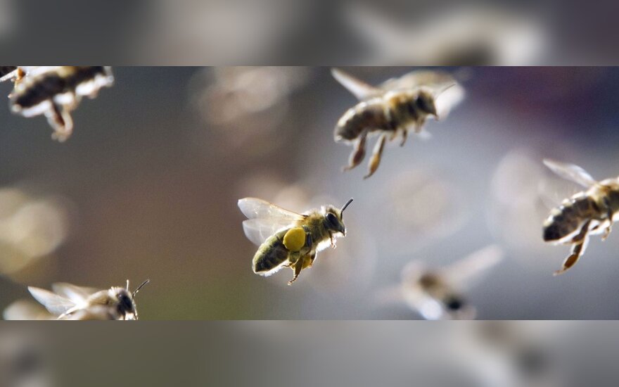 Faktai Kurių Galbut Nezinojote Apie Bites Delfi Pilietis