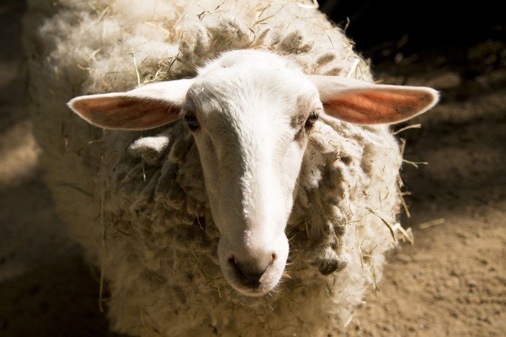 avino prekybininko galimybės