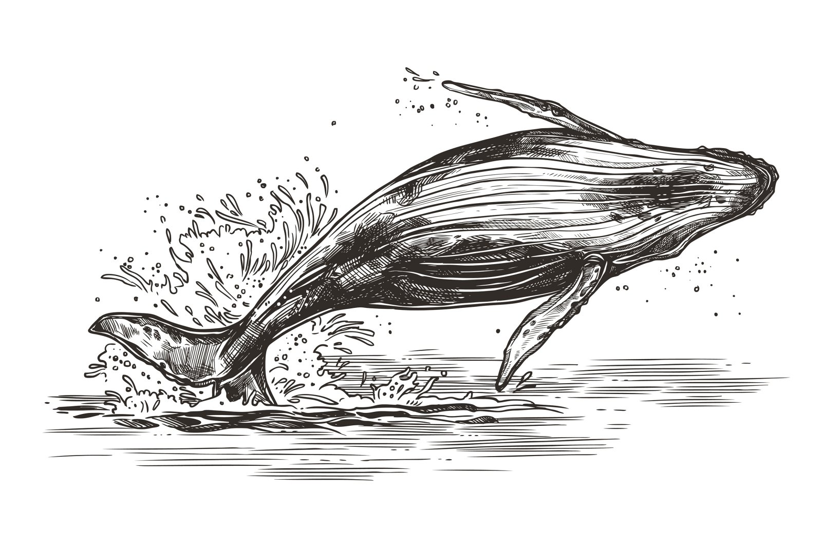 Горбатый кит иллюстрация из учебника
