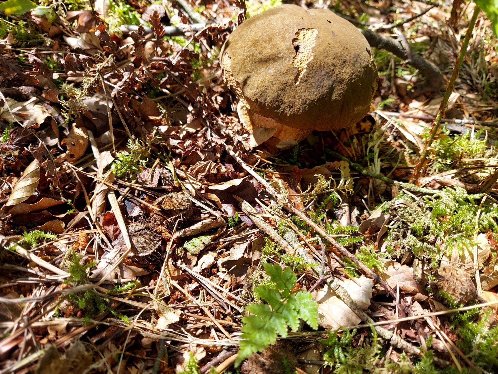 Prisirinkusi Neįprastų Baravykų, Moteris Sunerimo: Lietuvoje Toks ...