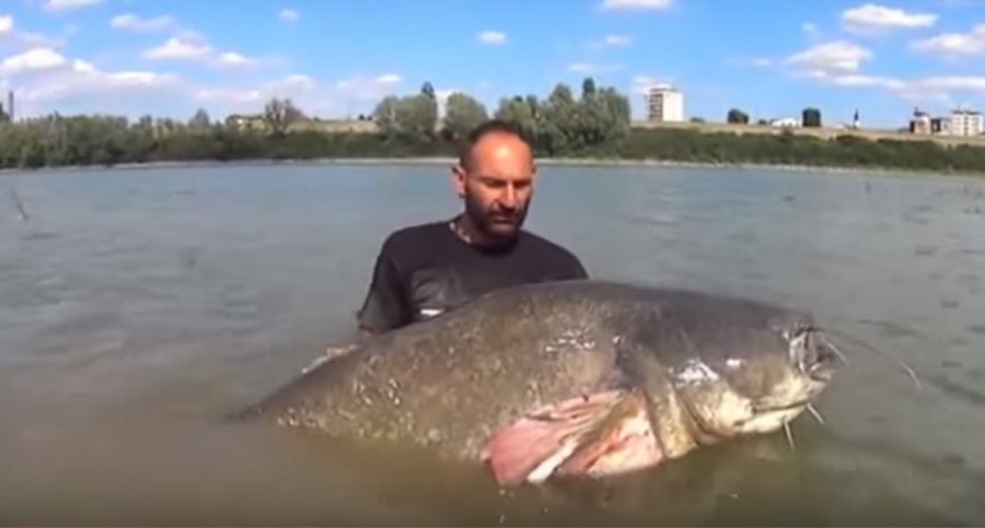 Сомы в водохранилищах. Рыбинское водохранилище сомы. Сорочинское водохранилище сомы.