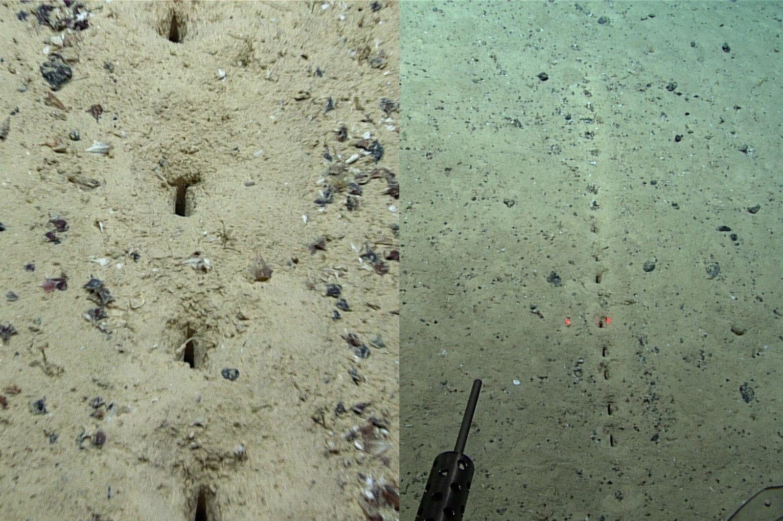 Gli scienziati scesi nelle profondità dell’oceano sono rimasti stupiti da strani fenomeni ricorrenti: chi lascia queste misteriose tracce sul fondo?