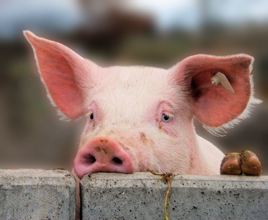 Mokslininkai paaiškino, kokią kiaulieną valgyti, kad nebūtų problemų dėl sveikatos