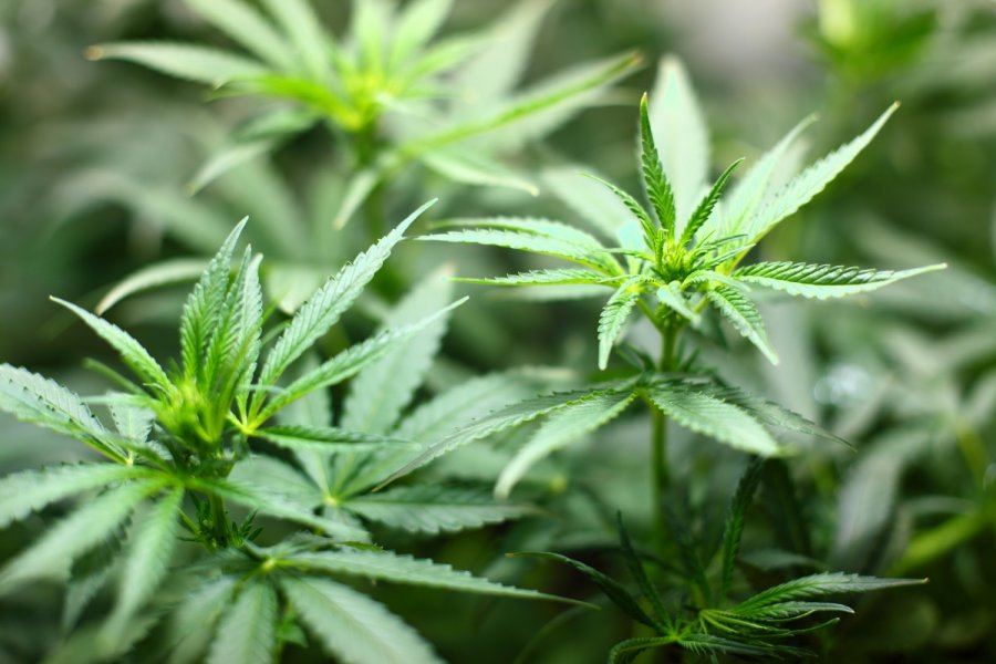 В сша легализовали марихуану 2014 конопля выращивание в саду