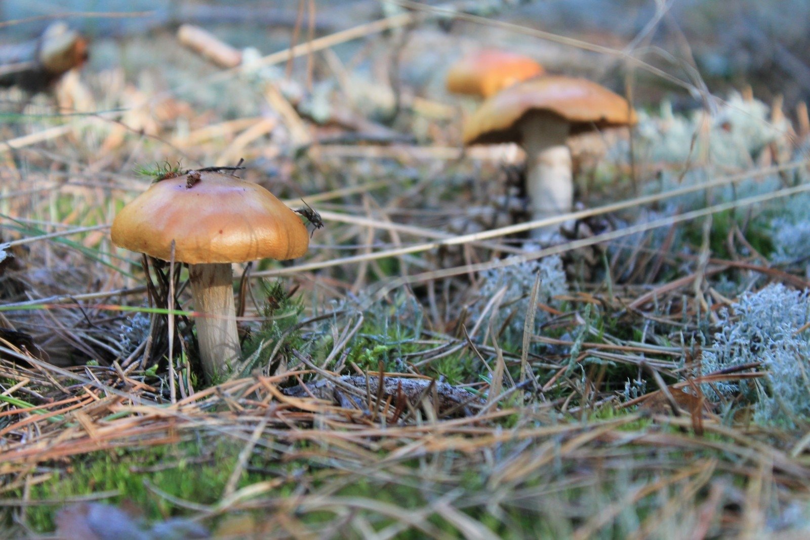 Skelbia nemalonią žinią grybautojams DELFI Vasara