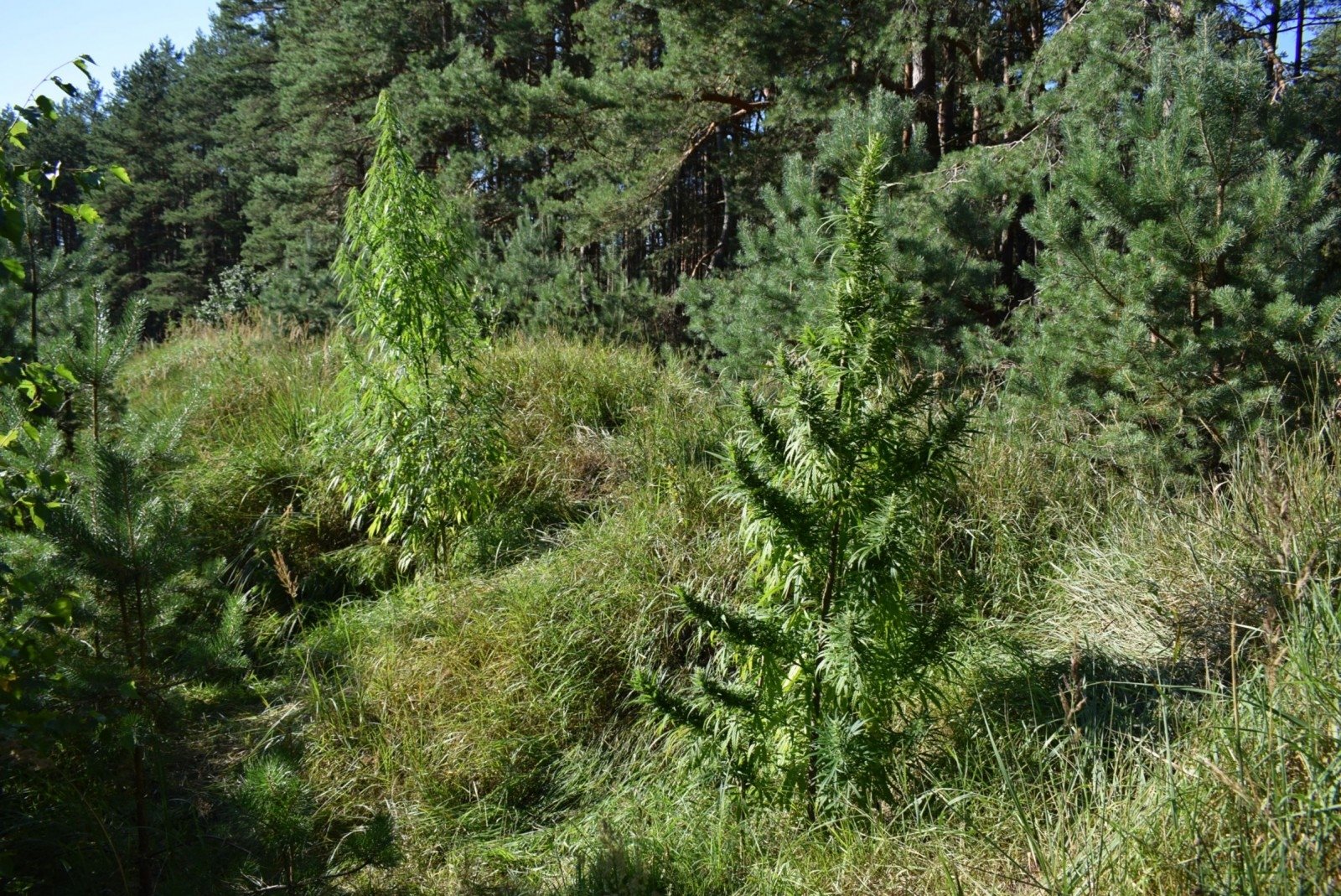 Коноплю в лесу результаты исследований влияния марихуаны на организм