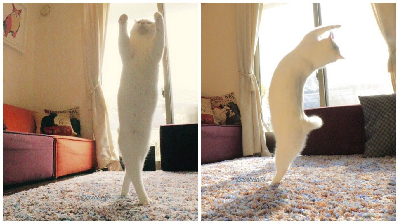 Кошки танцуют юмор