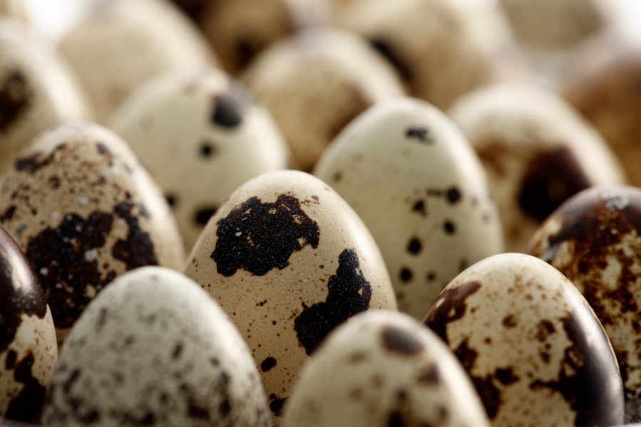 Putpelių kiaušiniai: nauda ir žala. Kaip valgyti putpelių kiaušinius? - Aliejus